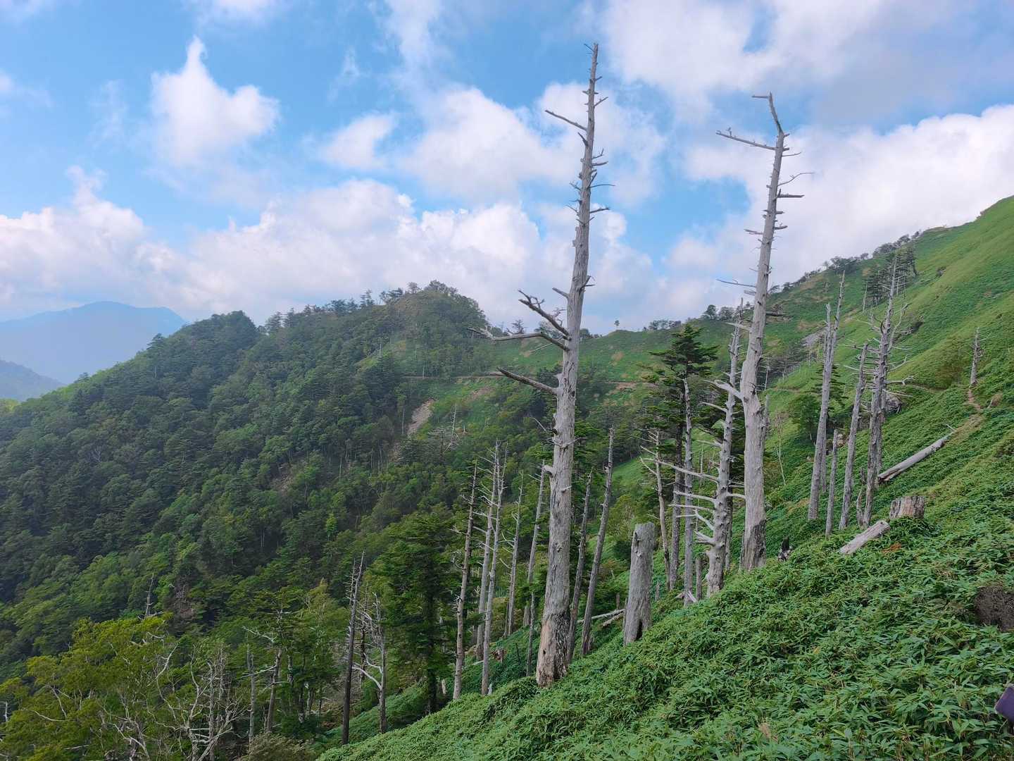 裏次郎の景色
枯木が林立しています。