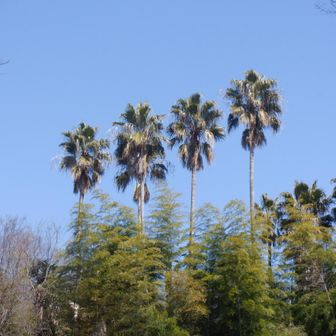 因島公園の車道からヤシの木が見えます。因島ではここだけかなぁ？