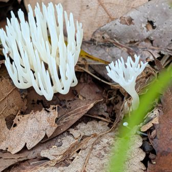 ホウキ系も小さいけど所々に
これはシロヒメホウキタケらしい