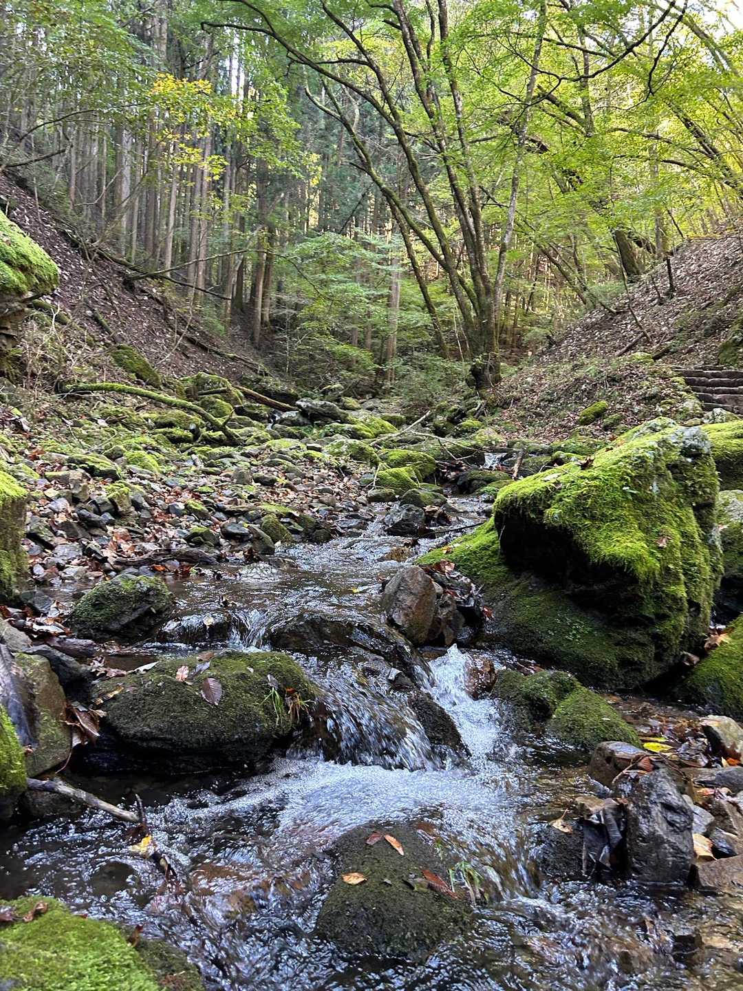 御岳山駅-天狗の腰掛け杉 往復コースの写真