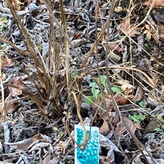 暖かく氷華は見当たらず😢
@TAKAO599 MUSEUM