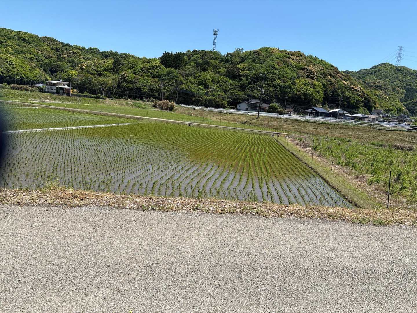 田んぼは田植え終わってる
