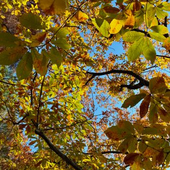 木々の間から見える空が
青さを増してきます