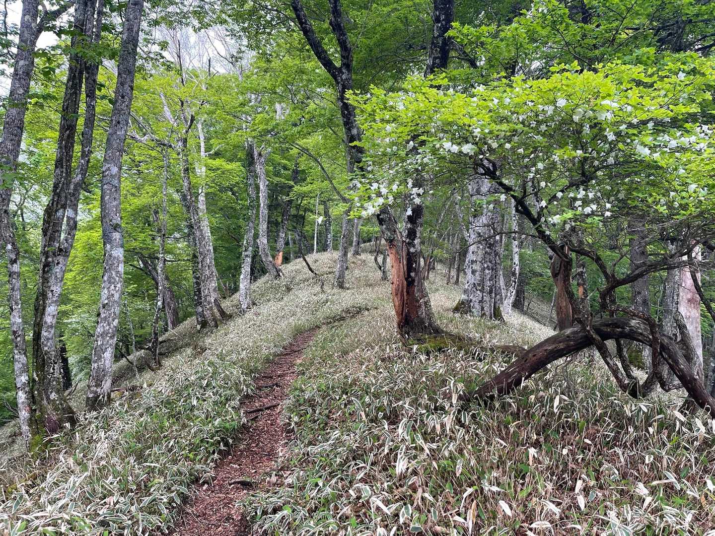 中禅寺バス停-狸山-半月山-半月峠-立木観音 周回コースの写真