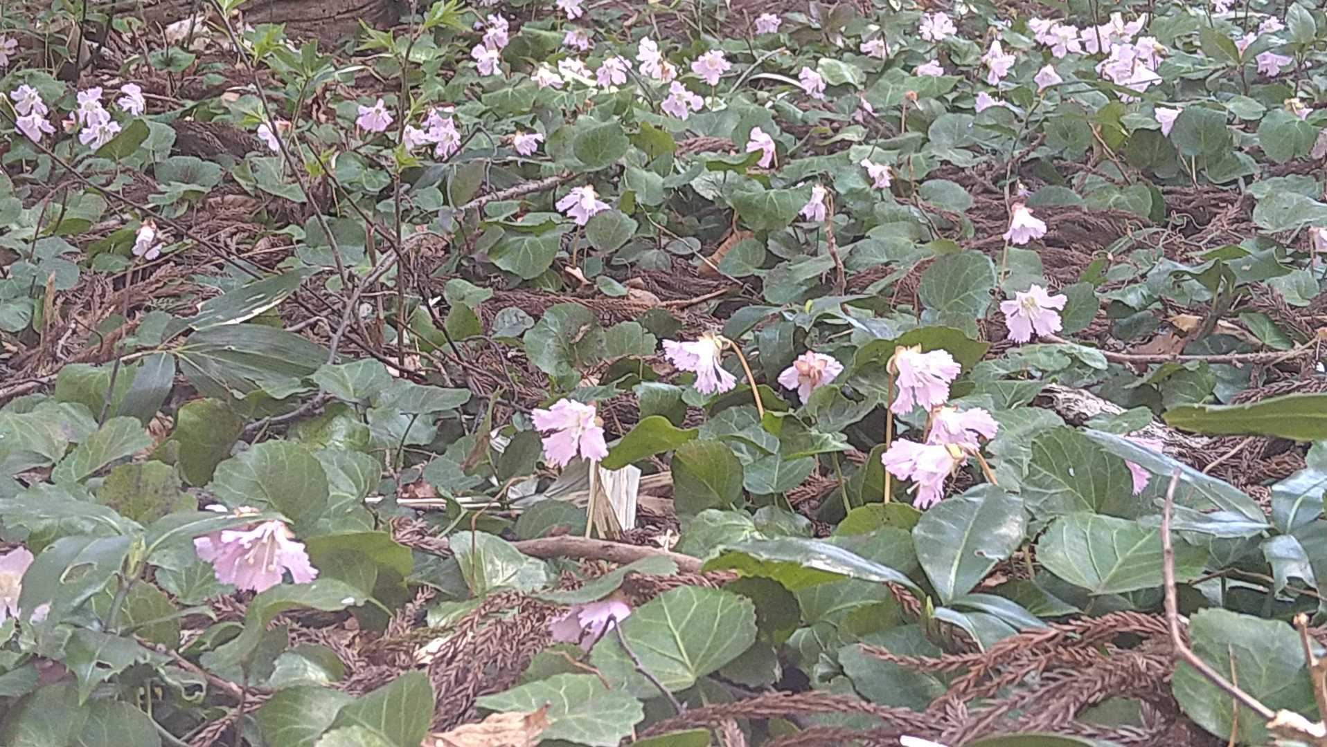 あっちも…こっちも…すげー🤩　
イワウチワだらけ…😍💞😍💞