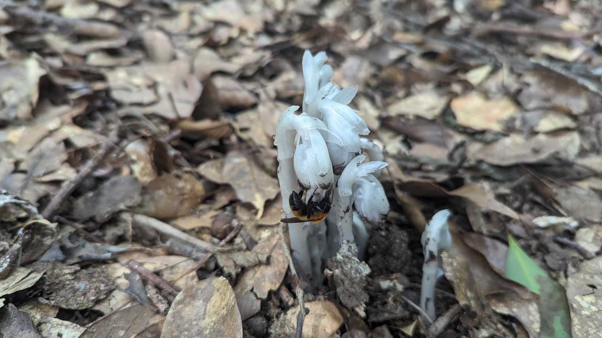 ギンちゃんもたまだいたのね～