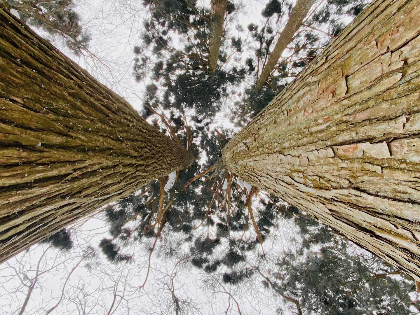 この写真、見ようによっては高い二本の木の間から地面を見ているような気がしてきませんか？もちろんこれは見上げているだけですが…