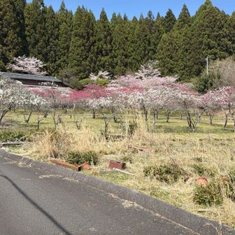 尾籠桃源郷　その2