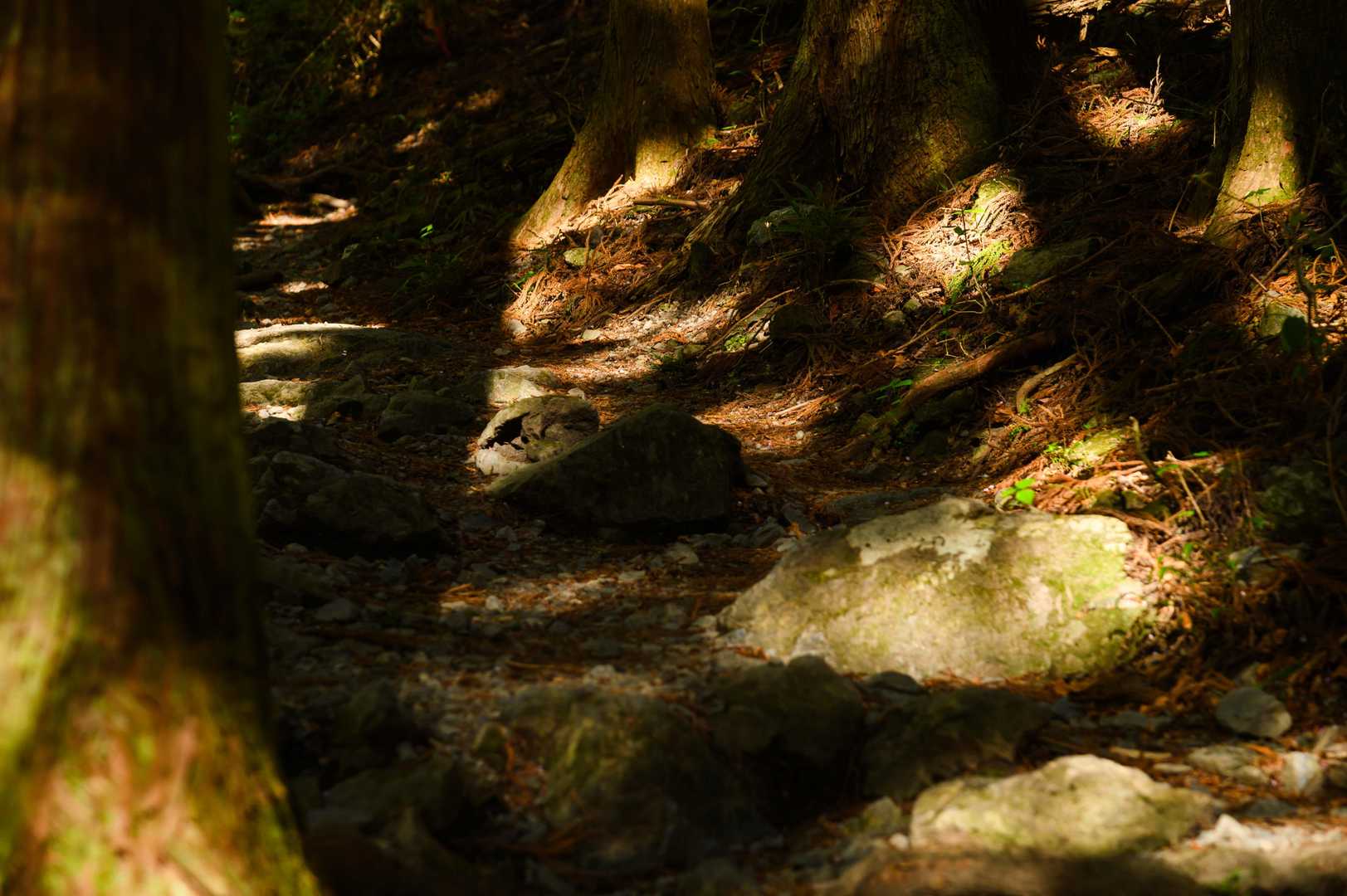 白谷沢登山口-権次入峠-棒ノ嶺-北東尾根入口 周回コースの写真