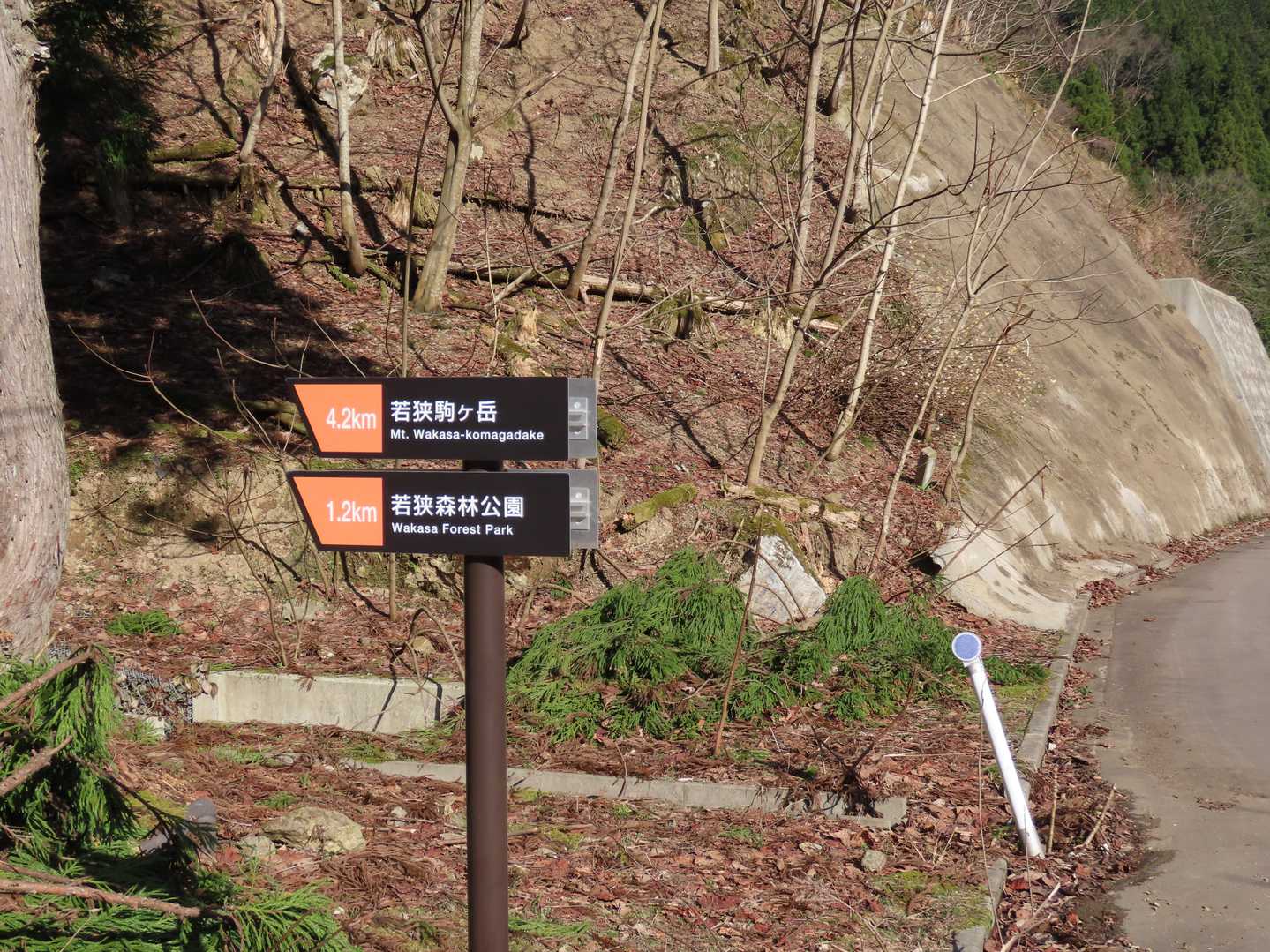 登山口👟
分りにくいですがミツマタも写っています🌸