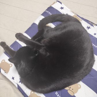 うさぎ
