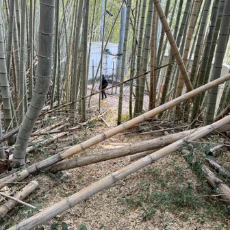 ここ、違うと思ってスルーしたんだけど、ここを登るだった。