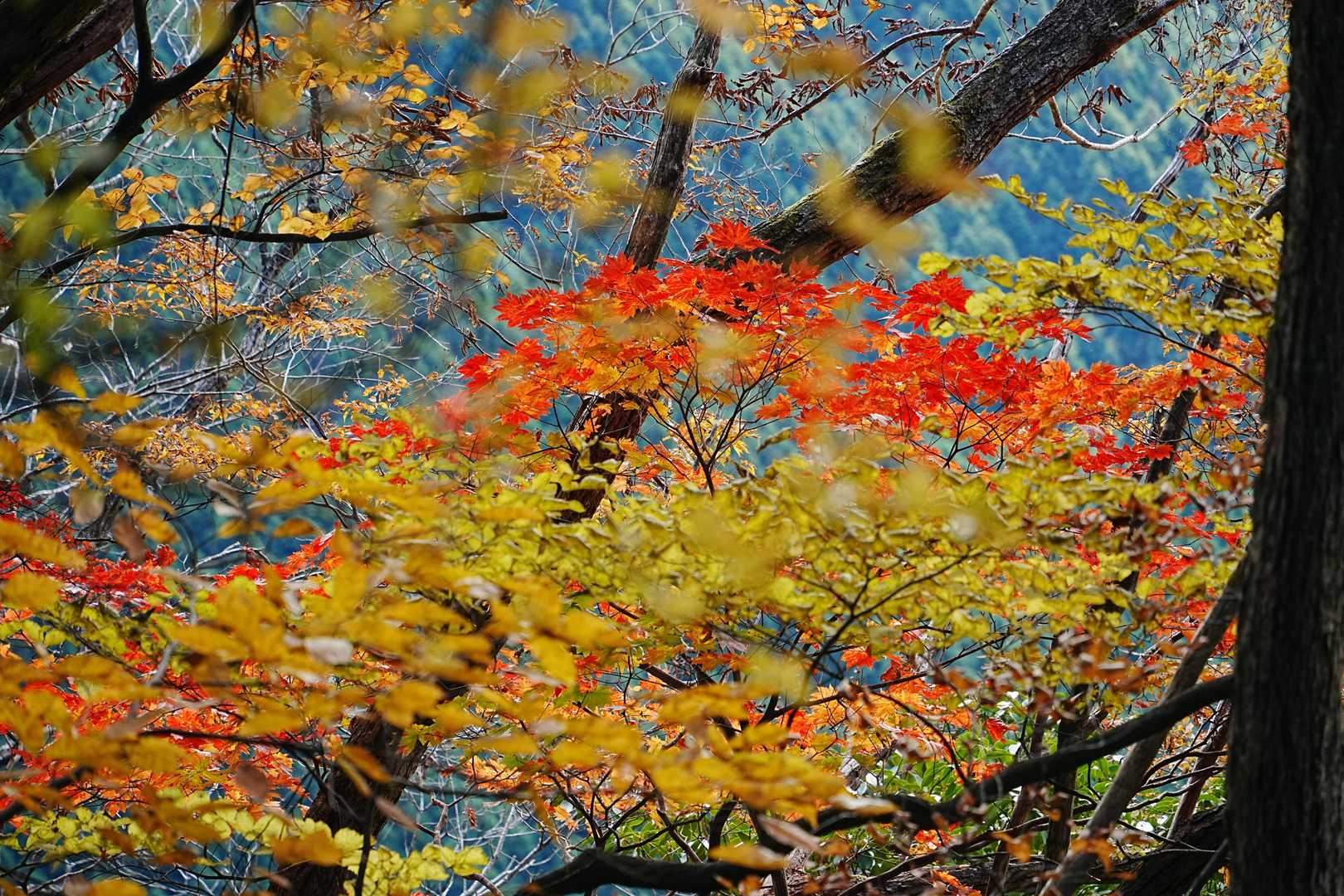 紅葉も見頃です。
