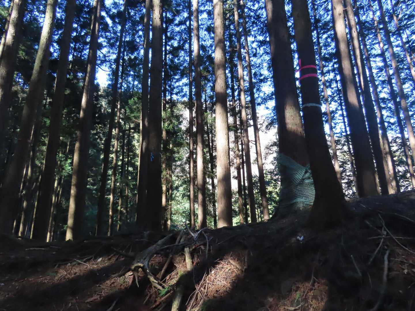 小さい尾根上に着きます。左折して尾根を登って行きます。