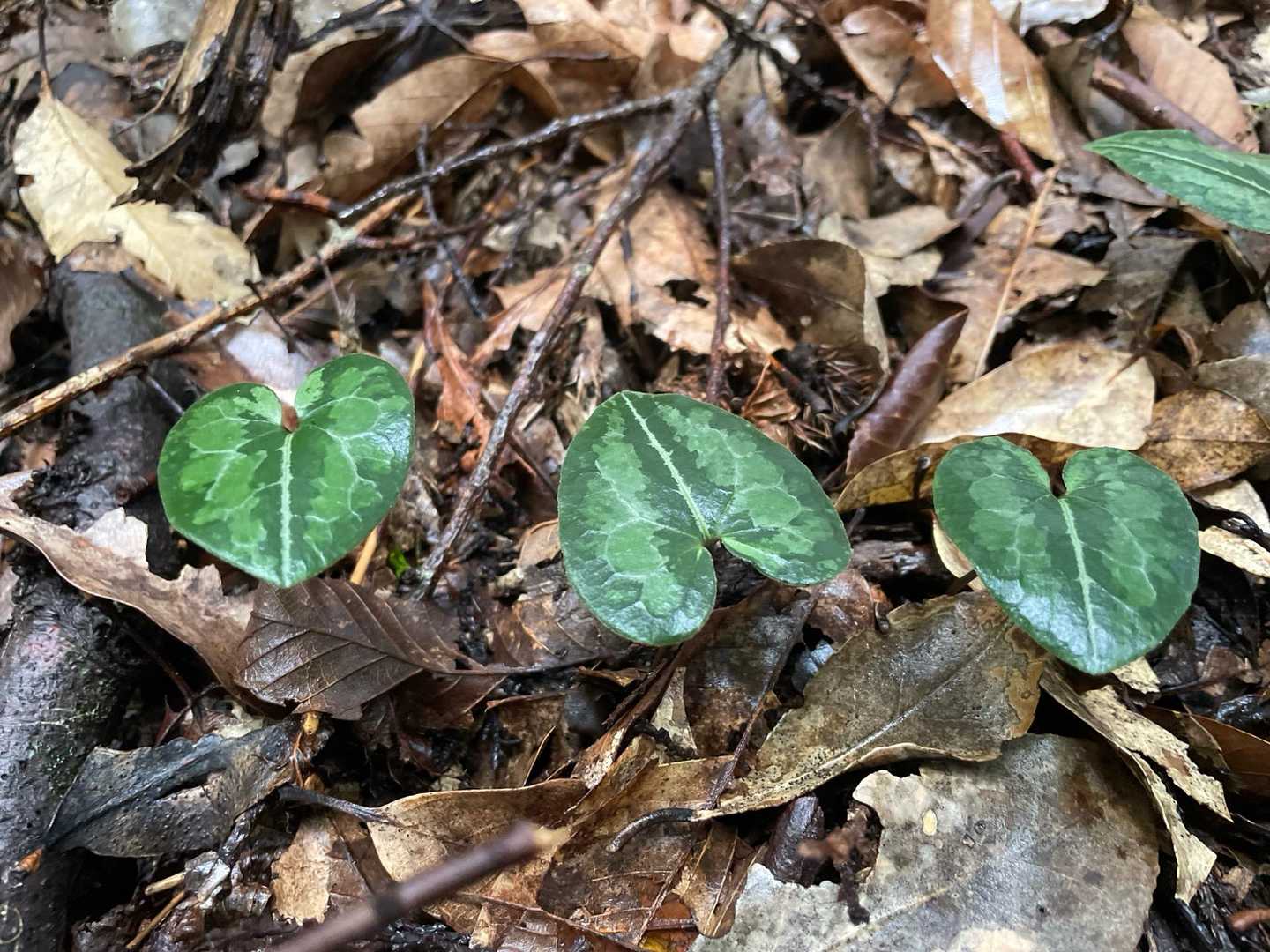 カンアオイ🌱