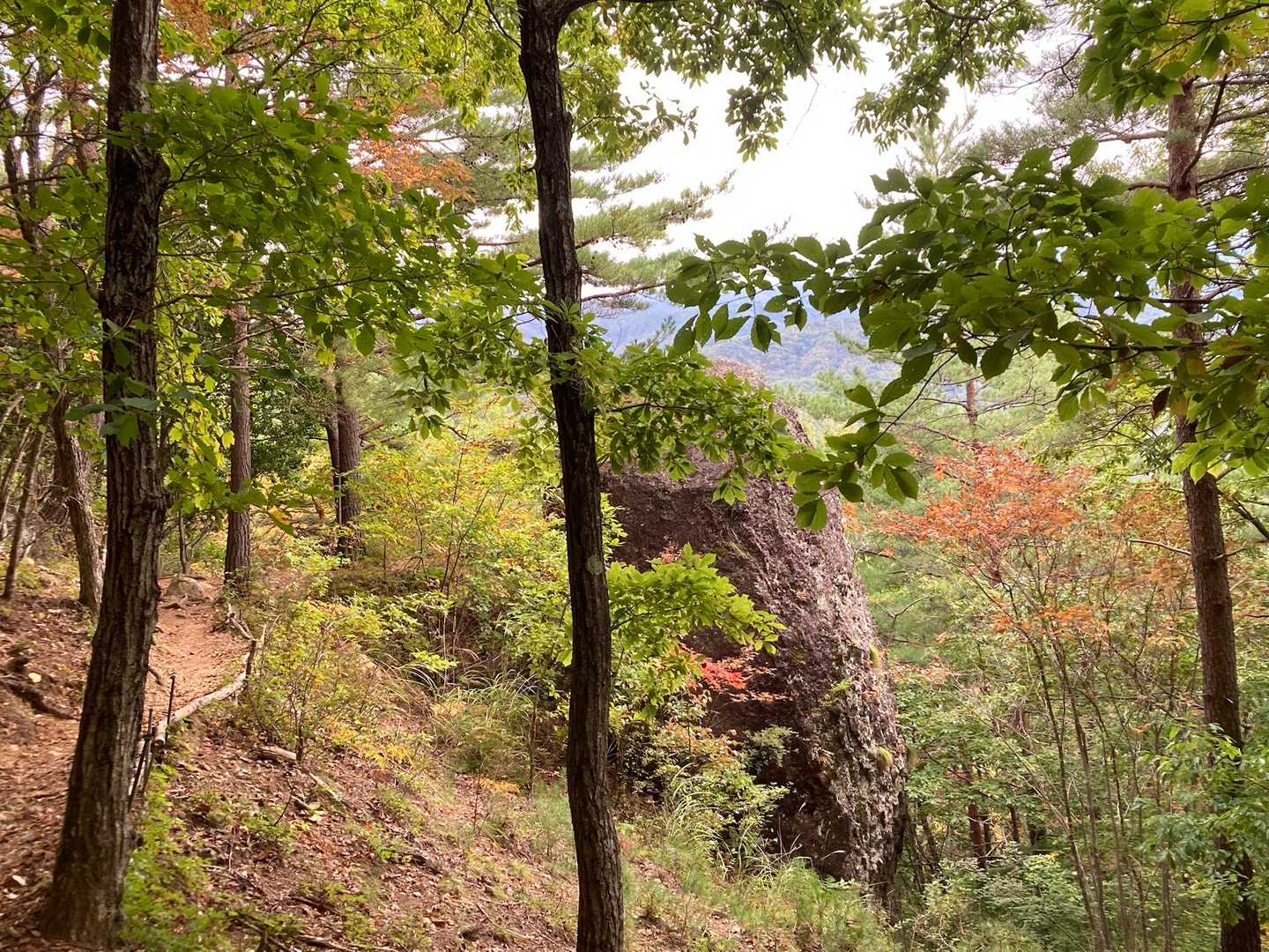 赤がきれいだったの。黄緑色・黄色が輝くなか珍しい鮮紅色。