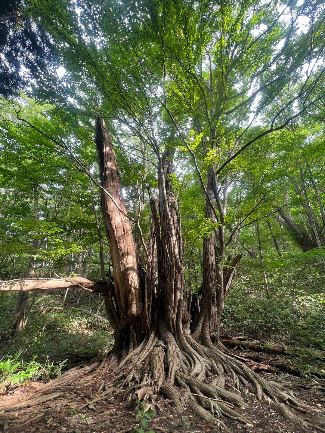 立派な、桂の木