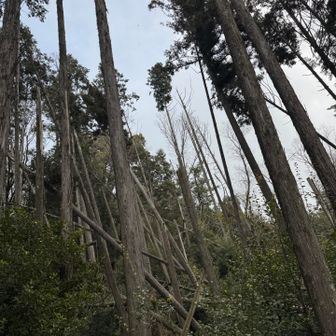 雪が舞ってきました
