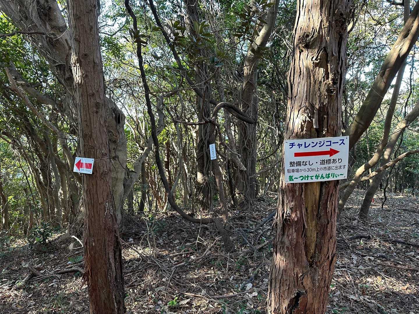 左は勾配がキツいらしいので、チャレンジコースで😅