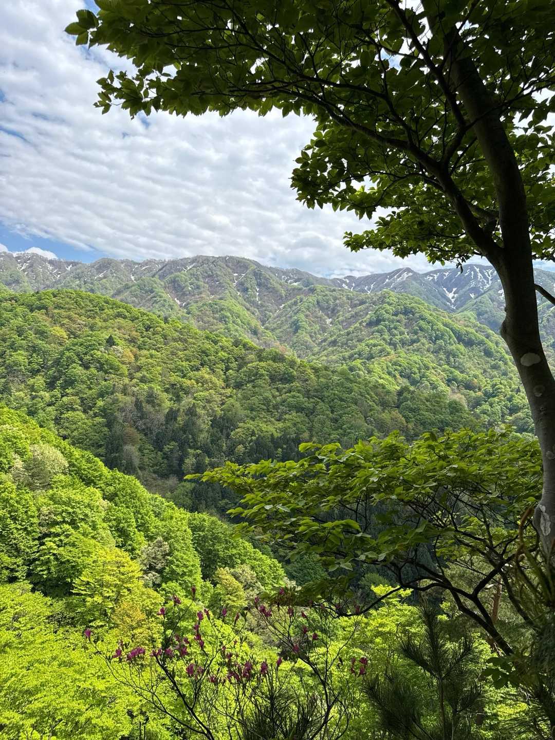 五頭山スキー場コース登山口-五ノ峰 往復コースの写真