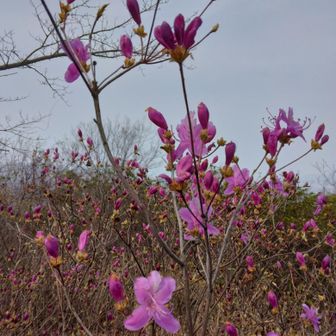 頂上付近になると三つ葉ツツジがちらほらしだした🩷