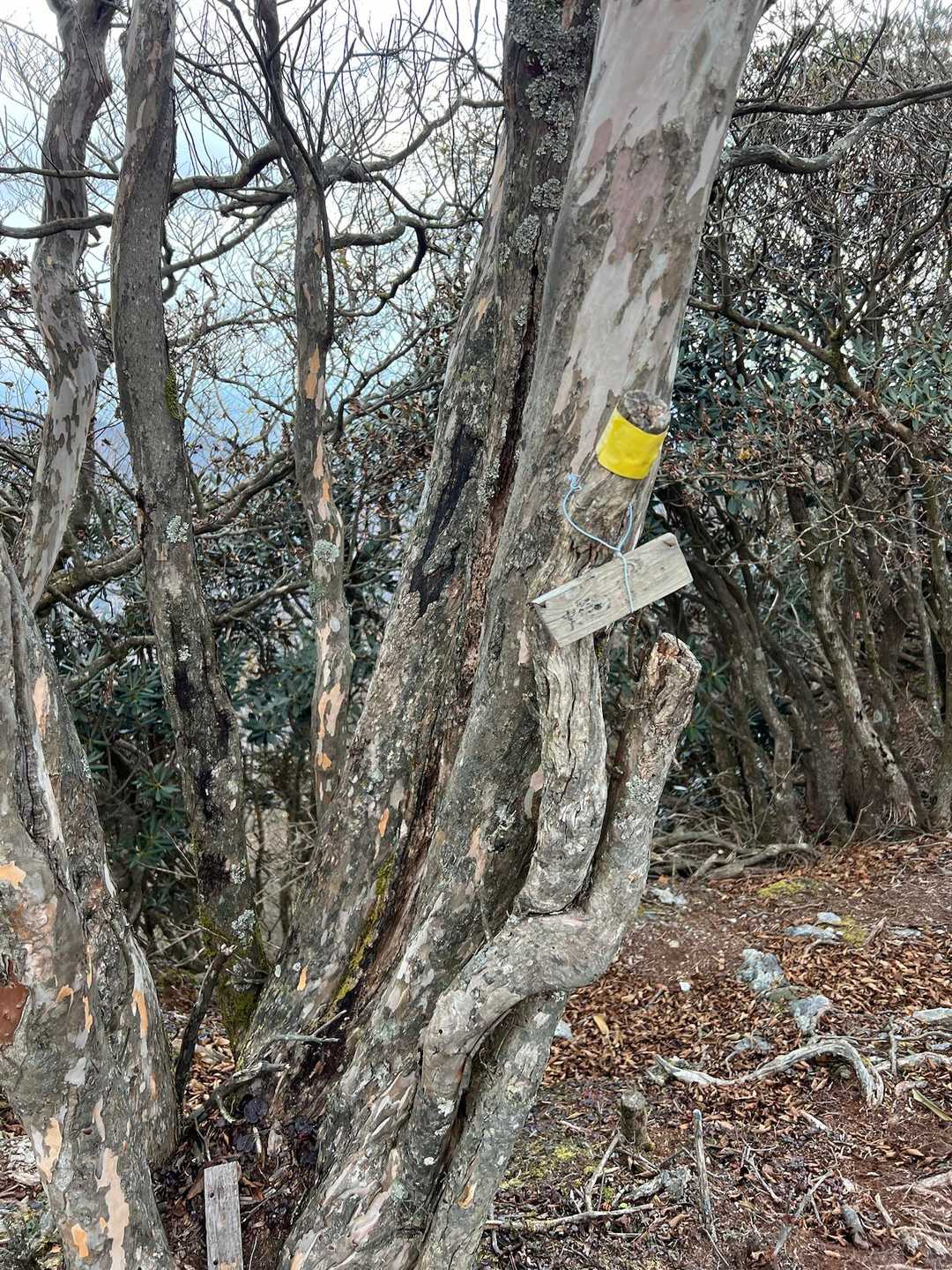 先に焼尾山