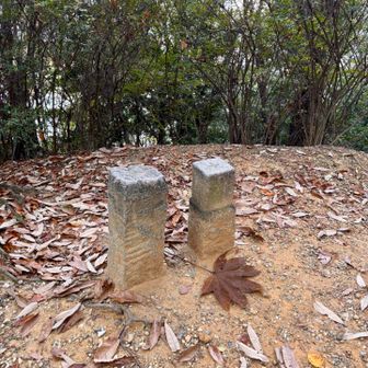 「からす山」に天狗のウチワみたいな立派な葉っぱが一枚だけ落ちてる⁉︎🤔
からす山だけに、きっと鴉天狗のウチワだな🎶