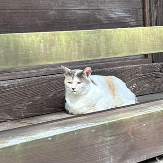 猫🐱🐈‍⬛も　かな？！と😝