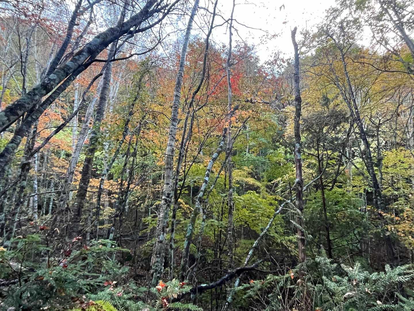 甲武信ヶ岳-三宝山-武信白岩山-大山-十文字峠 縦走コースの写真