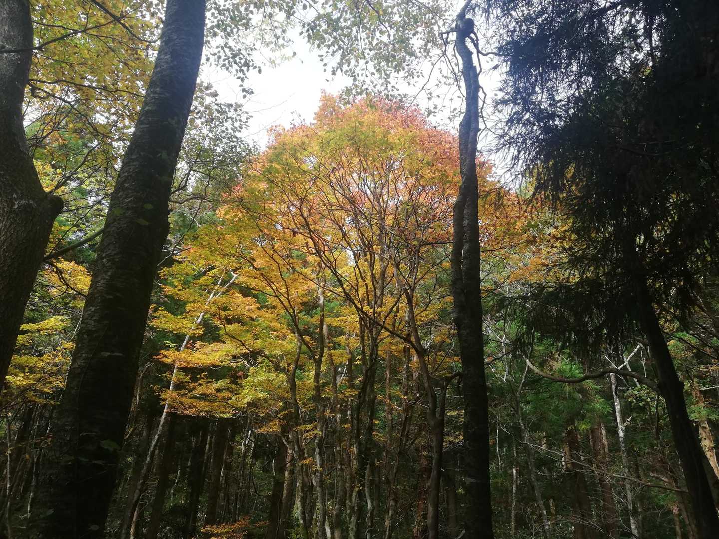 🍂