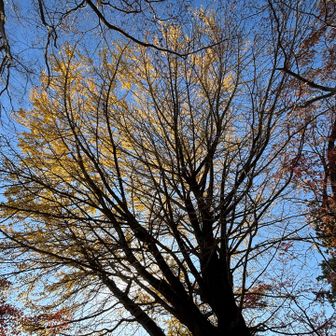 麓から見えた銀杏は、謙信平のだったみたい