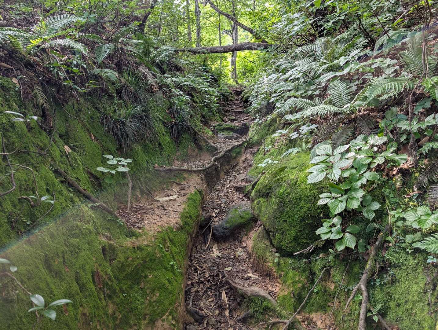 荒島岳中出コース登山口-小荒島岳-シャクナゲ平-荒島岳 往復コースの写真