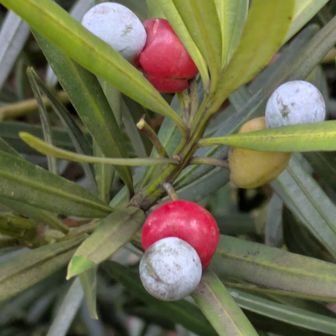 面白い実、食べたら甘かったよ
