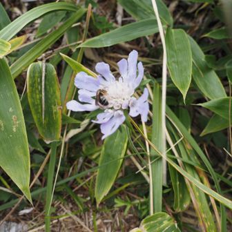 マツムシソウと蜂