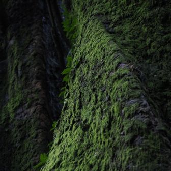 苔むす木々。
一生、好物。