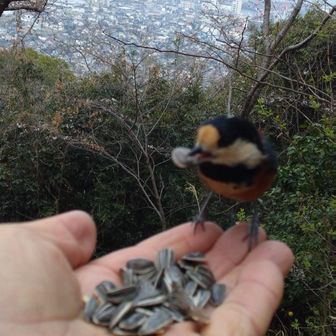 今朝も来てくれました😄
だいぶ成鳥になり慣れてきたよう直ぐ手の平に飛んでくる。
