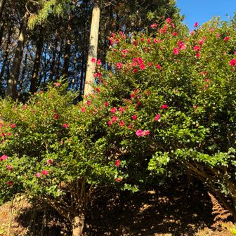 山茶花の花も咲き始めていました。