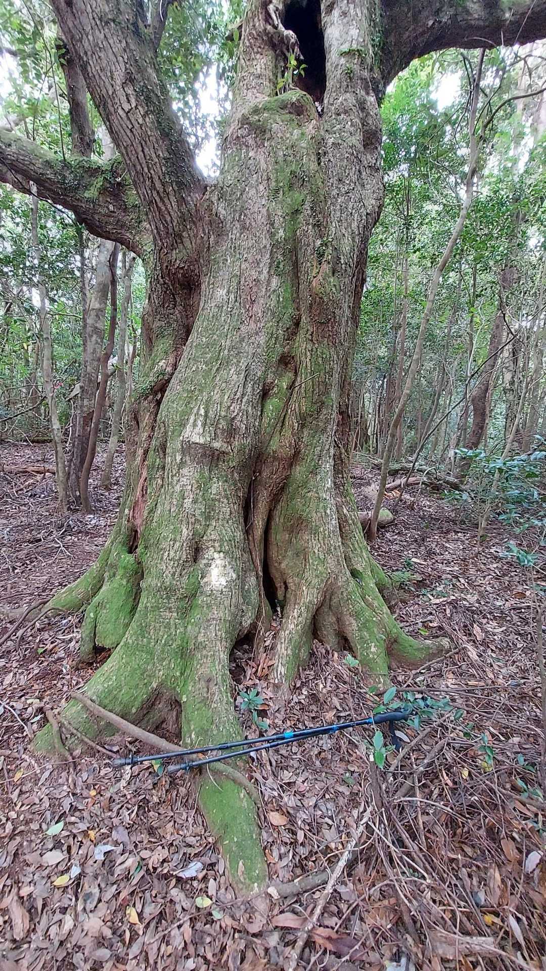 西岳登山口-冠岳-中岳-東岳 往復コースの写真