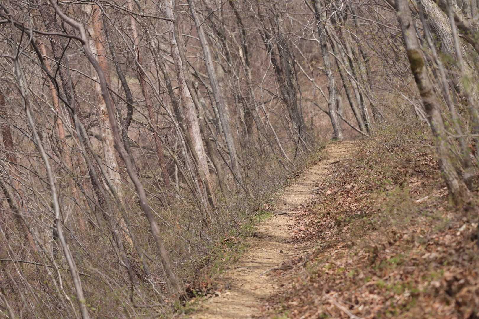 鳥の声を聞きながらのんびりと花を探しながら歩く