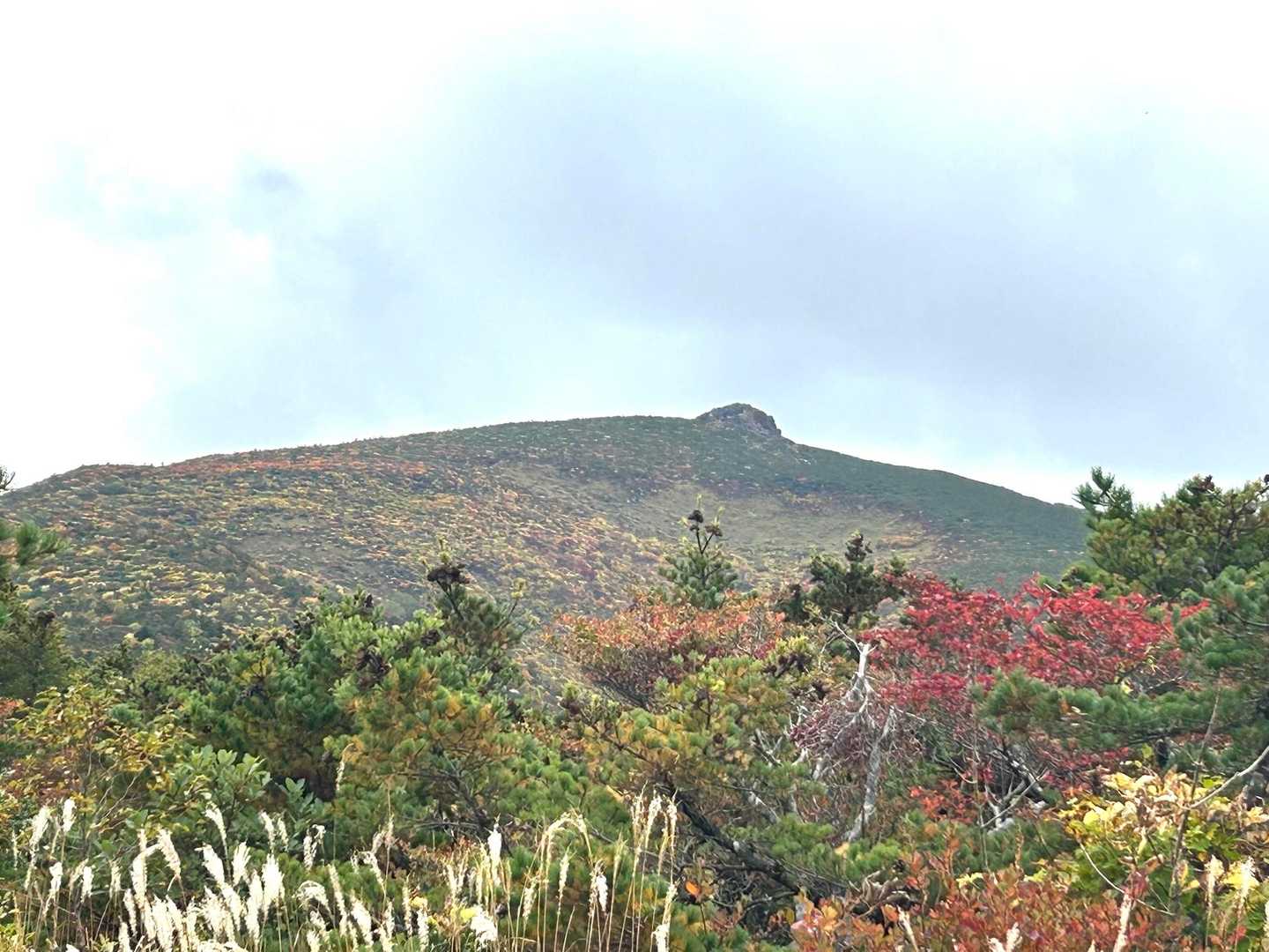 ポコってしたとこ山頂