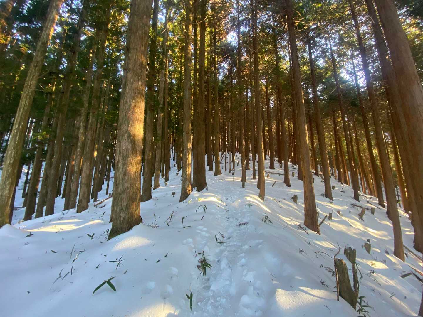 進みます