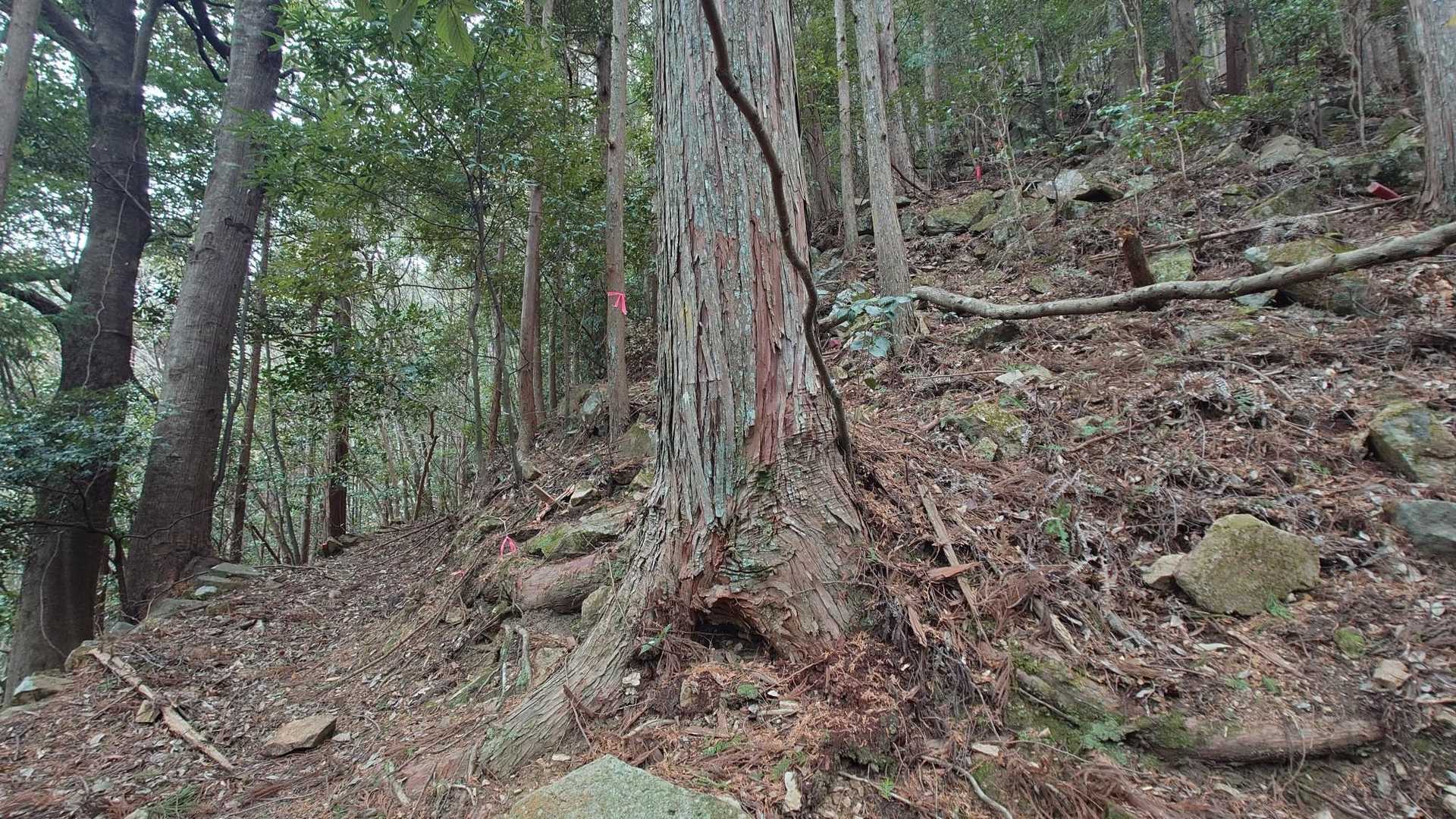 前回は間違ってここを左にいきましたが右上か゚登山道です。