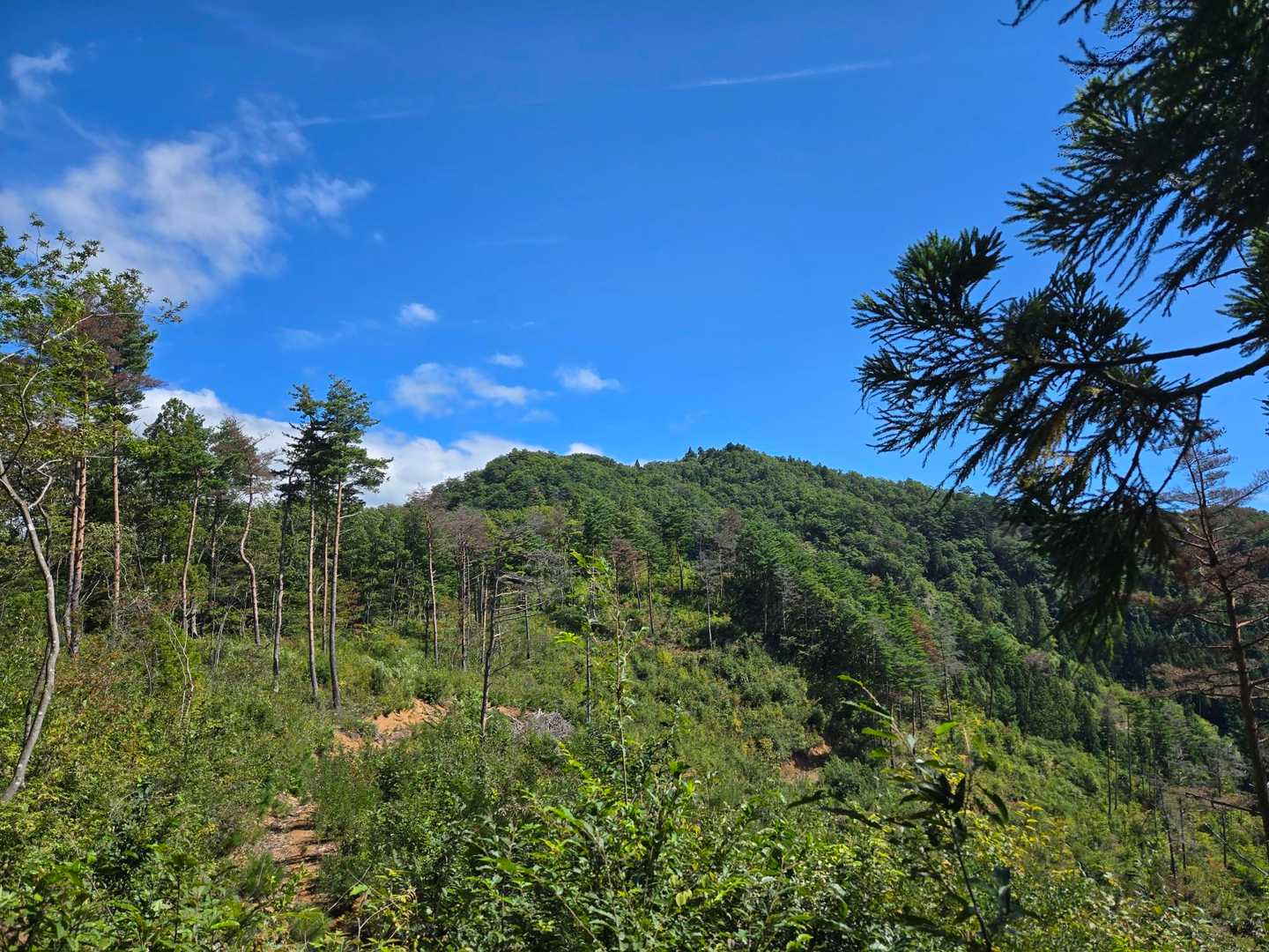 三吉山-葉山 周回コースの写真