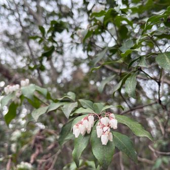 かわいこちゃん