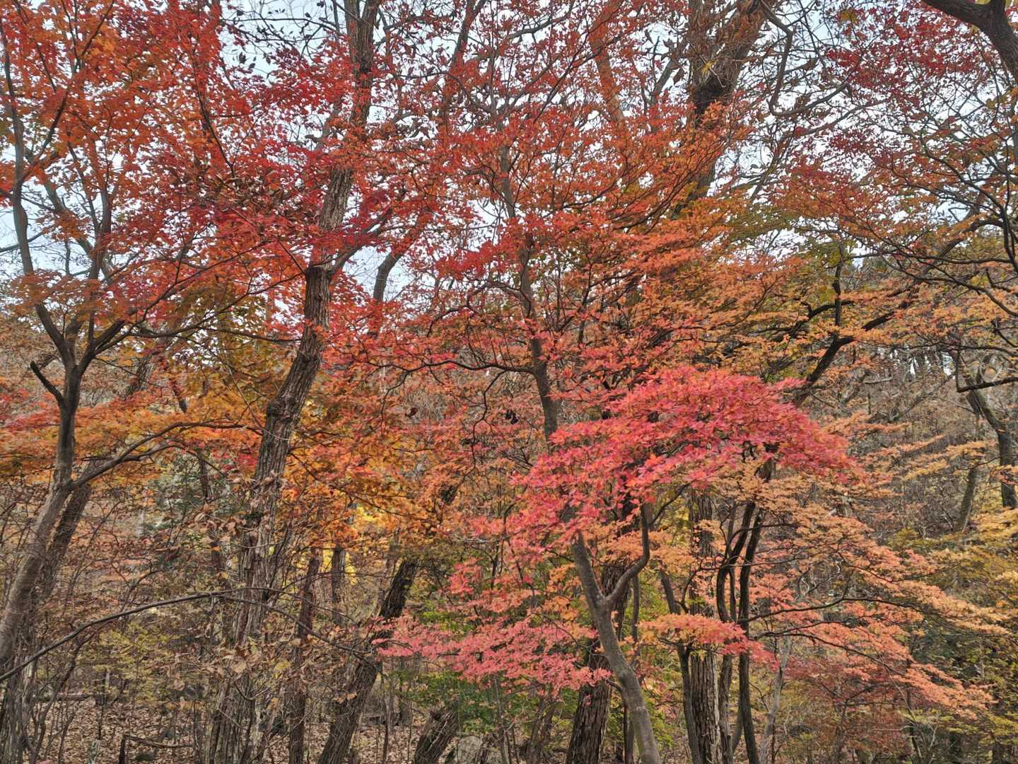 赤川登山口-久住山-扇ヶ鼻 周回コースの写真