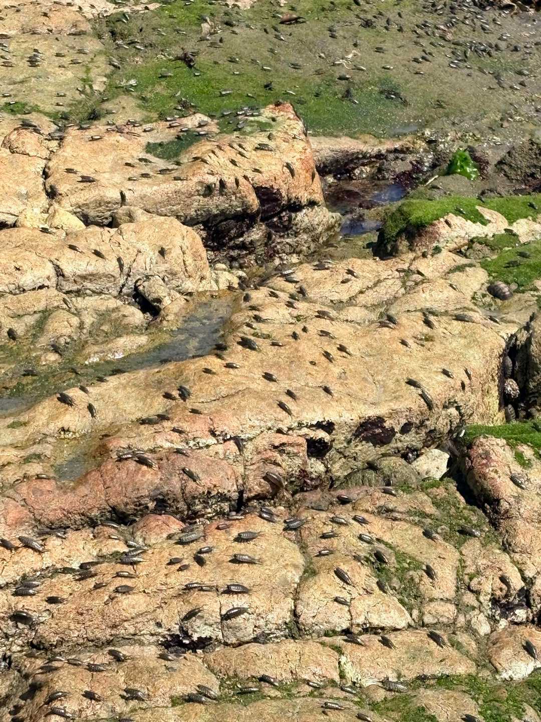 さっき潮が引いたばかりなのか、先の方の岩場で、ふなむしが大量😨
テラフォーマーズを思い出した😨
漫画は読んだけど、実写映画は見れず。
画面に大量のゴキブリ、想像だけでムリ。
でも、少し観たい気もする…笑

一歩足を動かすたびに、ゾワゾワーって一斉移動。気持ち悪すぎるー😂