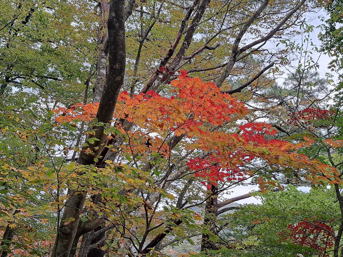 紅葉を探しながら歩きます🍂