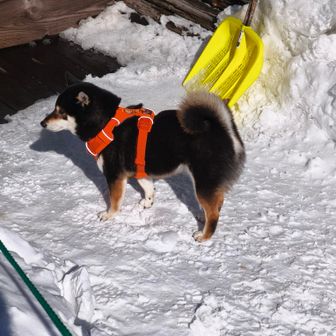 またワンコに出会いました🐶