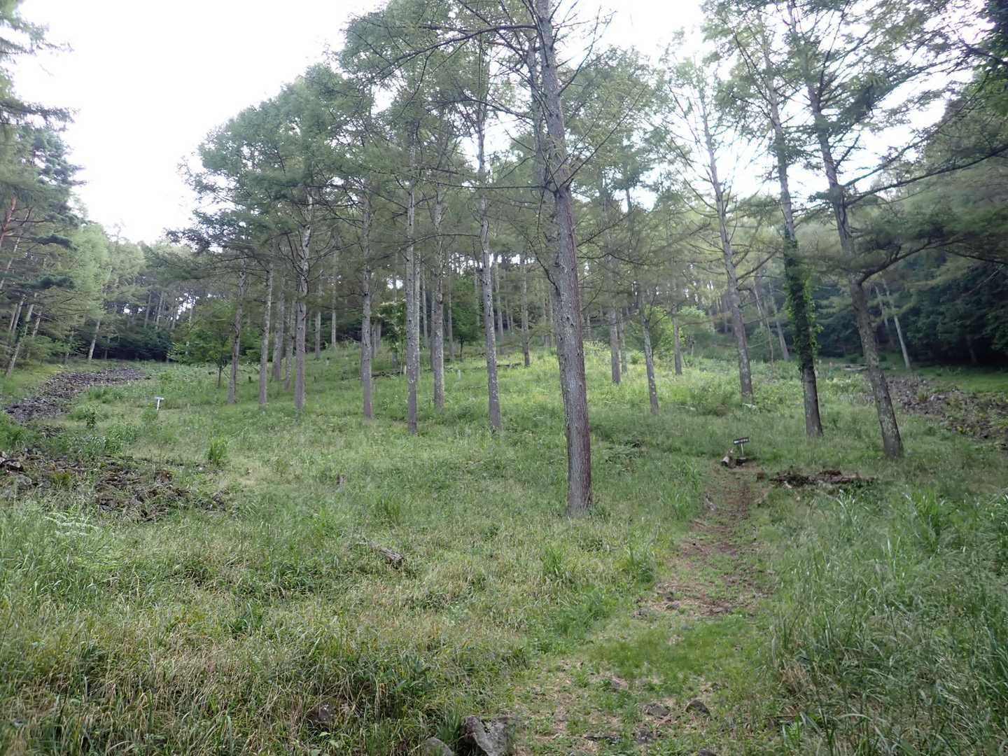 こちらが山名の由来
真ん中の木々を挟んで、二筋の溶岩が「い」の字に見える事からだそうな