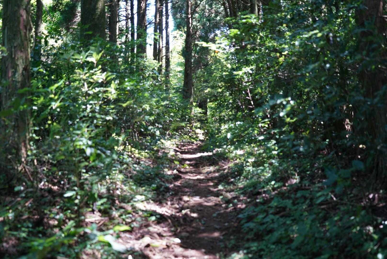 女山登山口-女山 往復コースの写真